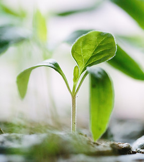 Image by Francesco Gallarotti