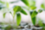 De kracht van adaptogene planten
