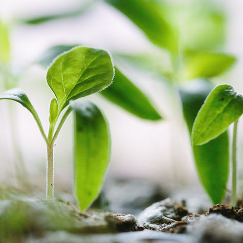 HOW TO: Start Seeds Indoors