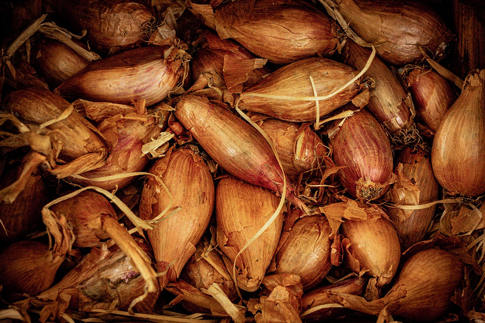 🧅 Tout savoir sur l’échalote : variétés, culture, cuisine & recettes