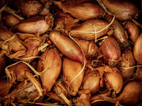 🧅 Tout savoir sur l’échalote : variétés, culture, cuisine & recettes