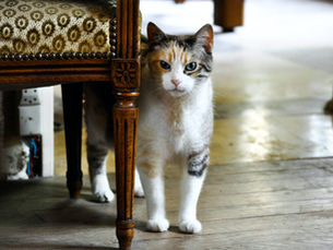 chat senior, santé du chat âgé, visite vétérinaire, symptômes chat âgé, vieillissement du chat, consultation vétérinaire, téléconsultation vétérinaire, téléconseil vétérinaire, télémédecine vétérinaire, vétérinaire à domicile, Televet, perte de poids chat, douleurs articulaires chat, insuffisance rénale chat, comportement chat âgé, alimentation chat senior, hygiène chat âgé, démence féline, hyperthyroïdie chat, diabète chat, surveillance chat âgé, signes maladie chat, soins du chat âgé, check-up chat senior, prévention chat âgé, hydratation chat, mobilité chat, maladies chroniques chat, bien-être chat senior