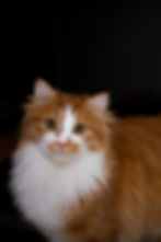 All About Feline Hemogram