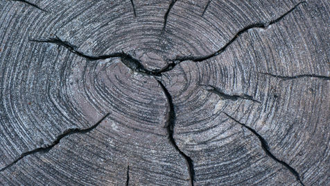 Close-up of cracked tree stump cross-section with concentric rings and gray-brown texture, showing weathered wood grain.