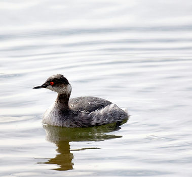 Little Grebe