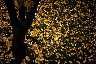 Bereavement Services