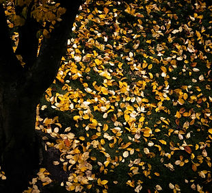 Bereavement Services