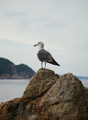 Image by Tim Winkler