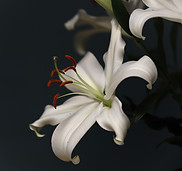 Image by Bernd 📷 Dittrich