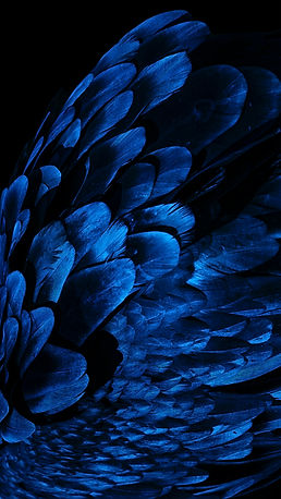 Image by Daniel Olah