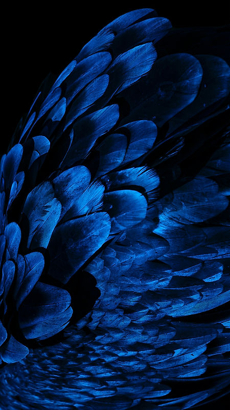Image by Daniel Olah