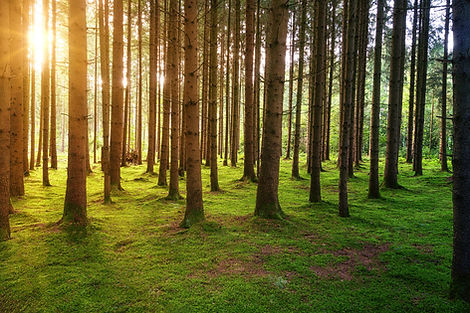 Land Clearing, Forestry Mulching, GroundUpmulching.com