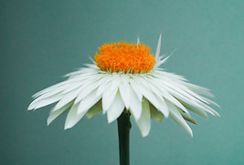 Image by Daniel Norin
