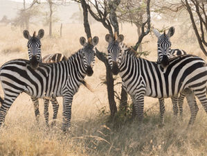 Animals and Us