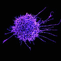 이미지 제공: National Institute of Allergy and Infectious Diseases