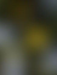 Love Without Butterflies