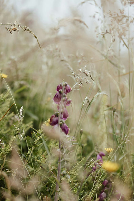 Image by Annie Spratt
