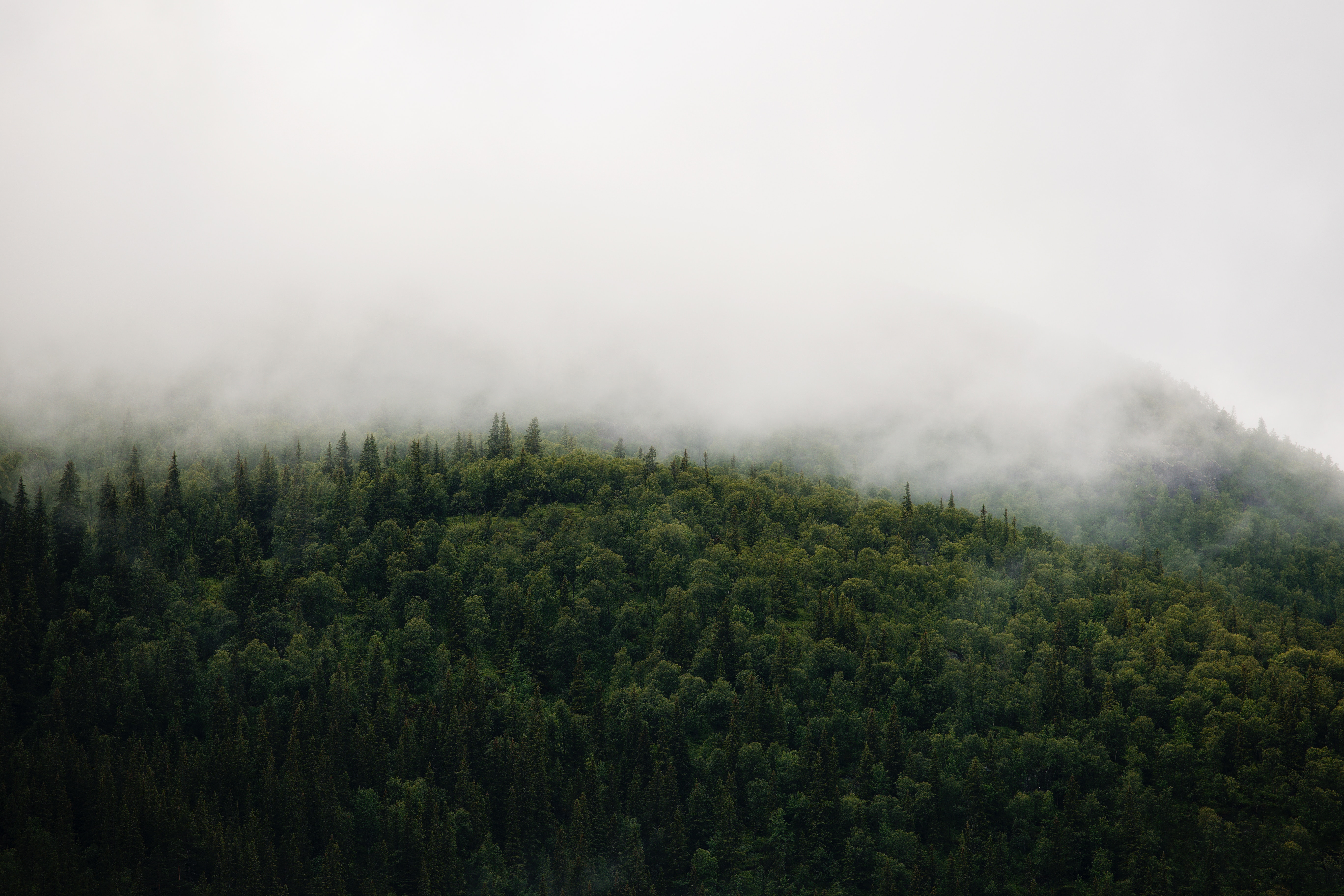 Nebel bedeckt einen grünen Wald, der sich über einen Hügel erstreckt. SL SustainGuard.
