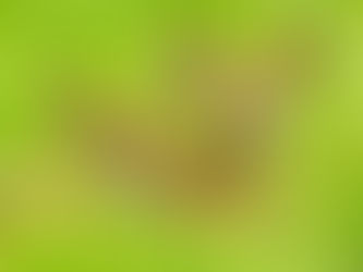 Agriculteurs: Prenez contact avec l’ASBL "Sauvons Bambi" avant la fauche de votre champ