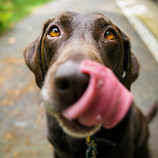 Hund Zunge