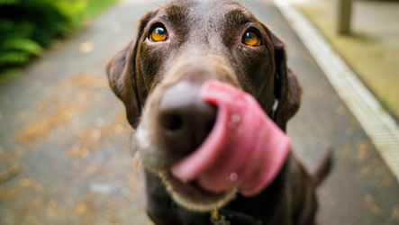 Why Does Your Pet Brand Need A Blog?