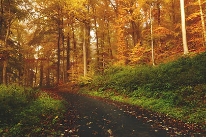 Image by Sebastian Unrau