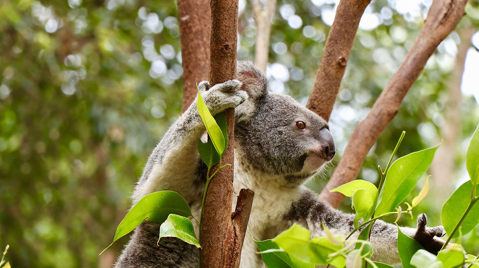 Eucalyptus trees and eucalyptol terpenes