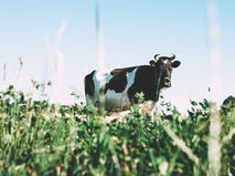 Allergie protéine lait de vache et intolérance lactose : Quelle différence ?