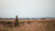 Image by Harrison Broadbent