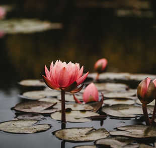 Image by Xuan Nguyen
