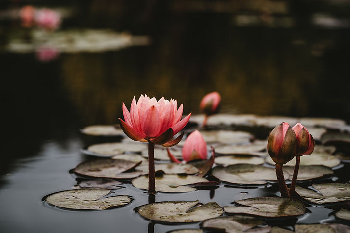 Image by Xuan Nguyen