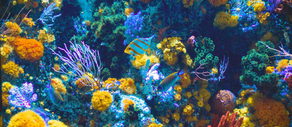 Le cimetière de corail