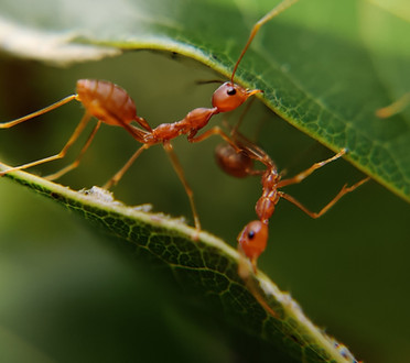 Ants