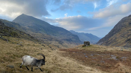Schiehallion