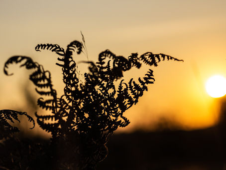 Umaga ang Nagbigay sa Akin ng Pusong Mapagpalaya 