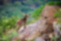 Image by Balaji Malliswamy