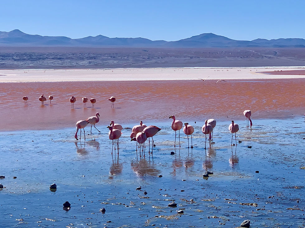 Salar d'Uyuni San Pedro d'Atacama en boucle