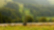 sheep shepherd