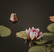 Image by Annie Spratt