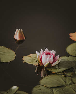 Image by Annie Spratt