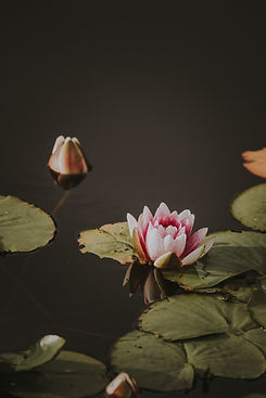 Image by Annie Spratt