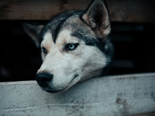 Alaskan Malamute