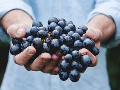 Les cépages : Stars du terroir, révélations du vin