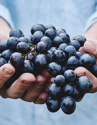 Grapes and Winemaking