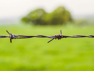 대선기획 | 기후국가 10대 과제 ③ 남북의 숲을 연결하라