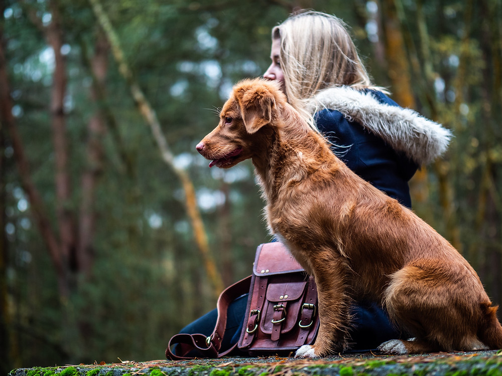 dogs emotional intelligence