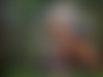 Effective Dog Training Tips for Everyday Owners