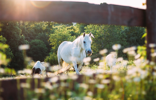 Horse walking in flower field