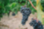 raisin pinot noir