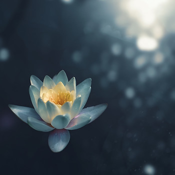 Image by Zoltan Tasi
